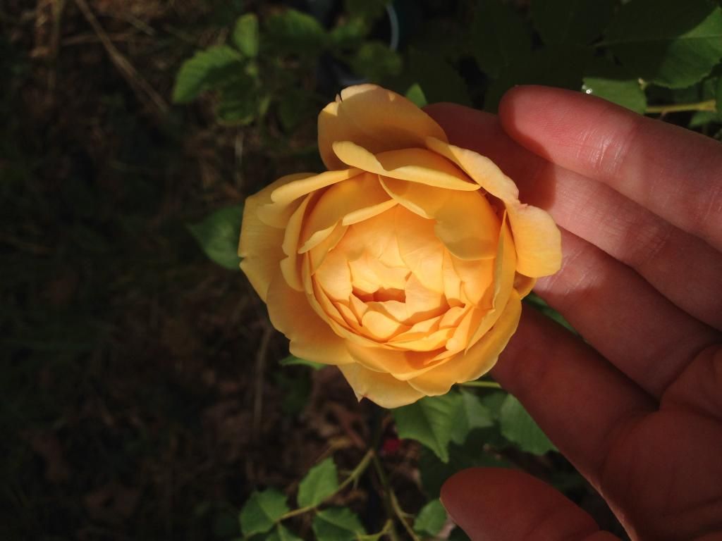 photo 49F3B134-724B-4D3C-8AC8-1A41F7BA7228_zpsbpm6ju2x.jpg